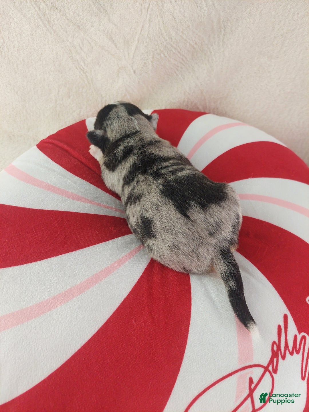 Chihuahua dogs for sale: Micah - Ad 13