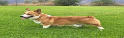 Welsh Corgi Pembroke dogs for sale: Titus AKC Male - Ad 11