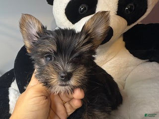 Yorkshire Terrier dogs - Ad 1