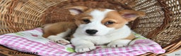 Welsh Corgi Pembroke dogs for sale: Rosy - Ad 4