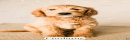 Goldendoodle dogs for sale: Corduroy - Ad 15