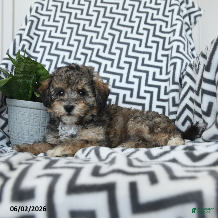 Bichpoo dogs Sherbert - Ad 2