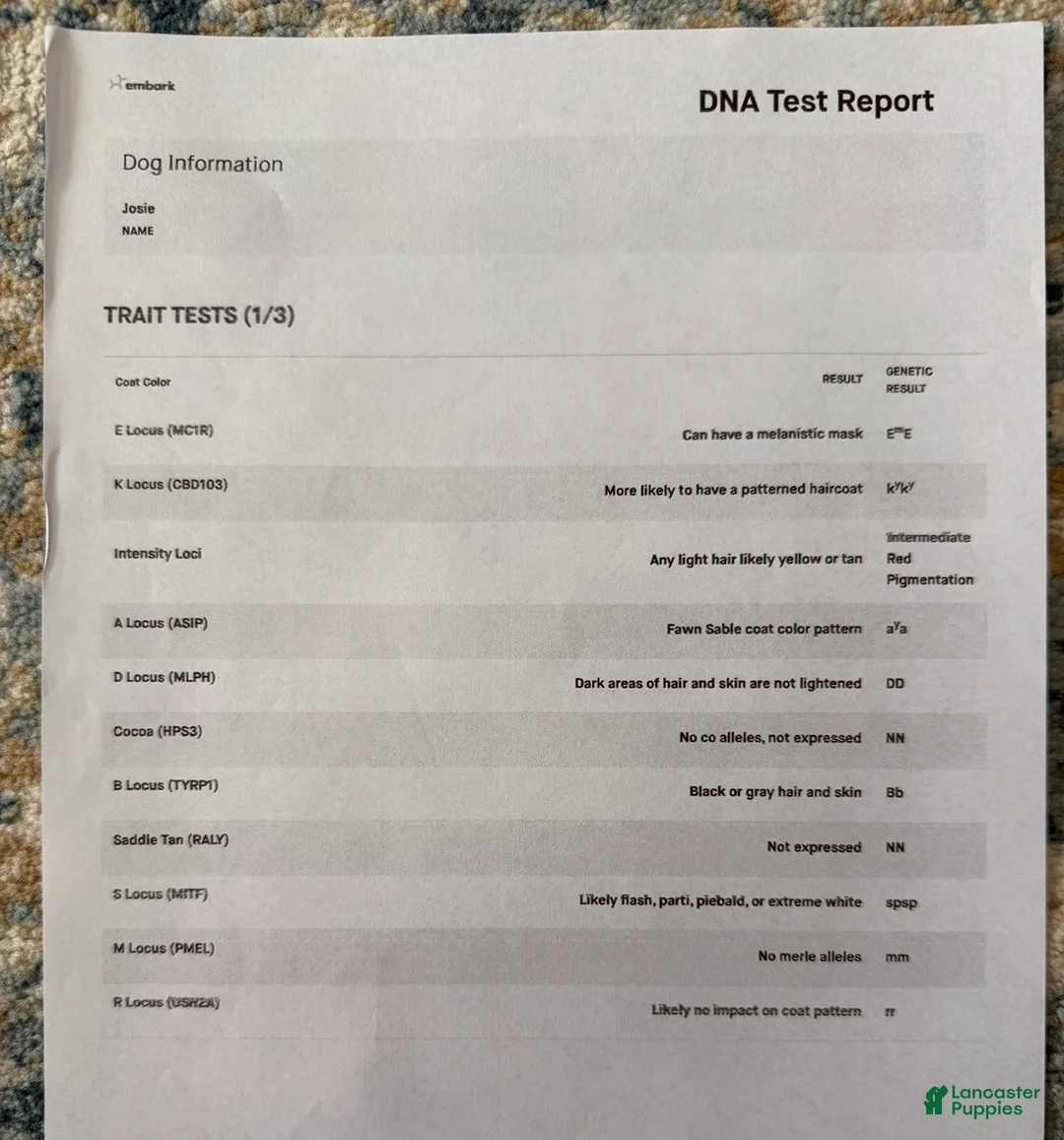 Standard Poodle dogs for sale:  Josie AKC IN HEAT - Ad 4