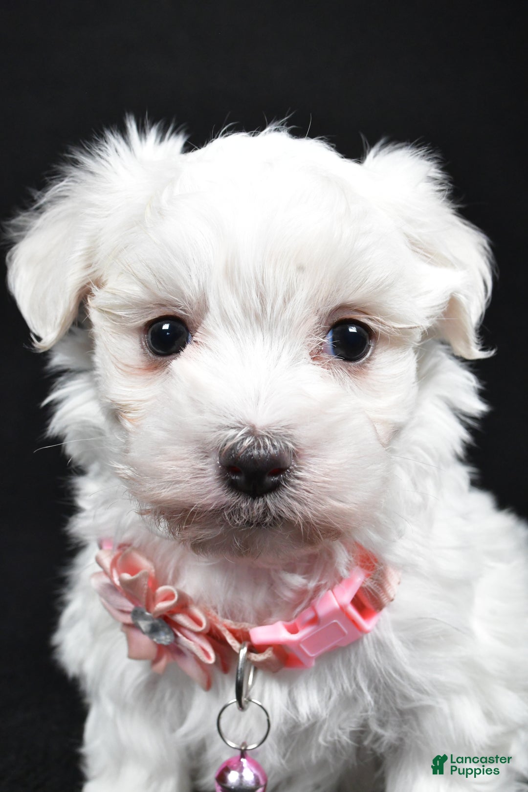 Maltese dogs for sale: Karma - Ad 8