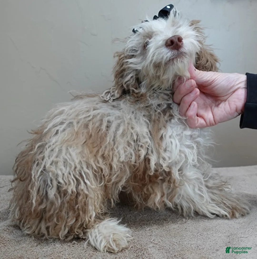 Toy Poodle dogs for sale: Chocolate merle rarest color in the world neutered - Ad 7