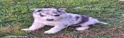 Gerberian Shepsky dogs for sale: Wolf  - Ad 3