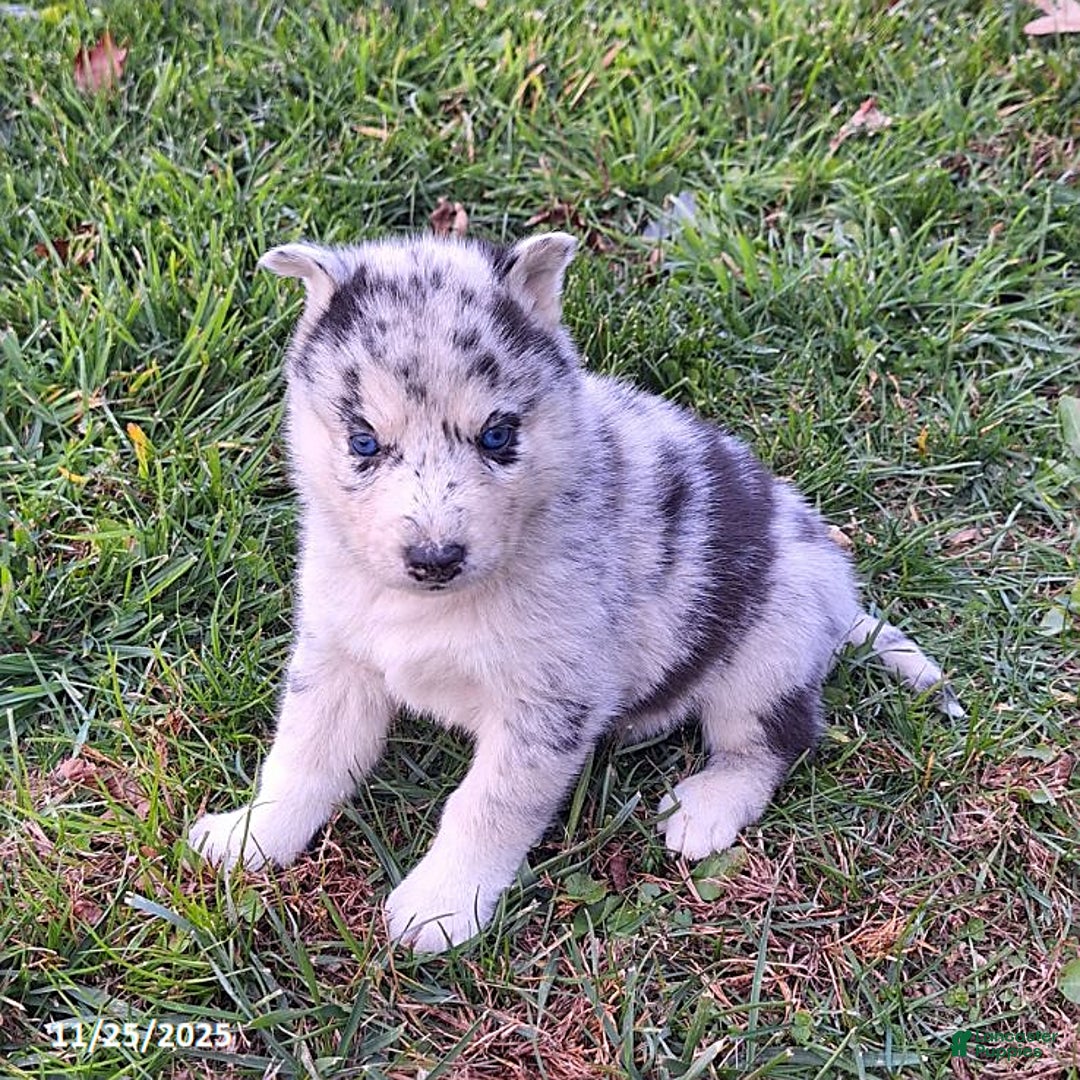 Gerberian Shepsky dogs for sale: Wolf  - Ad 3