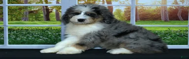 Carter Bernedoodle 2 