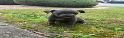 American Pit Bull Terrier dogs for sale: American Pit Bull Terrier 1 - Ad 3