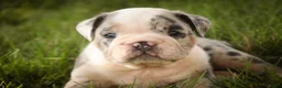 English Bulldog dogs for sale: Seth English Bulldog  - Ad 4