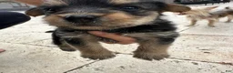 Mixed Breed dogs for sale: Yorkie 1 - Ad 3