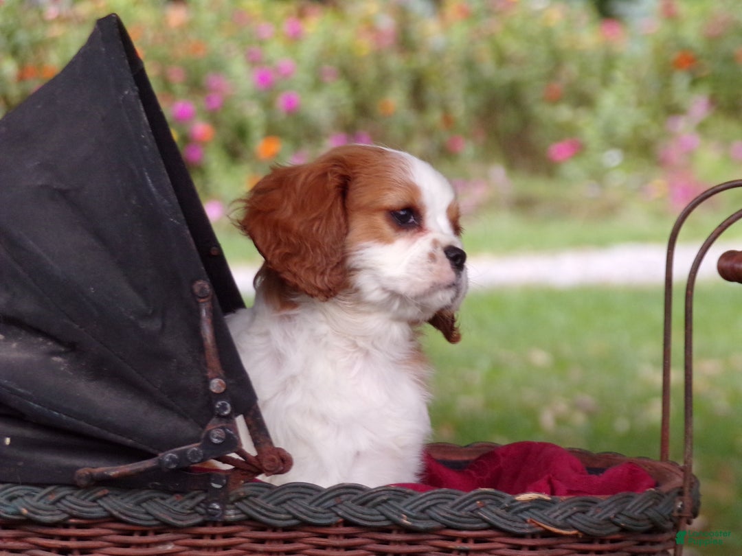 Cavalier King Charles Spaniel dogs for sale: Harley - Ad 5