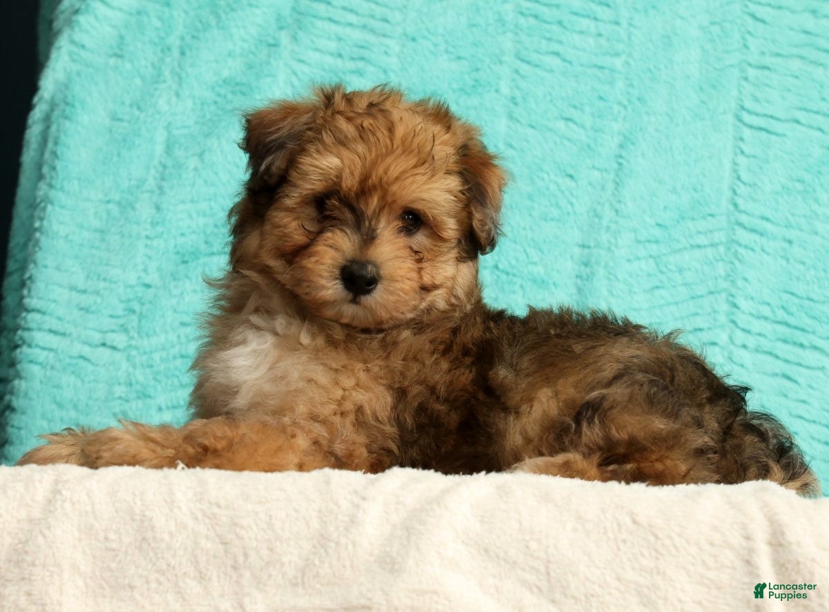 Pomapoo dogs Patrick - Ad 2