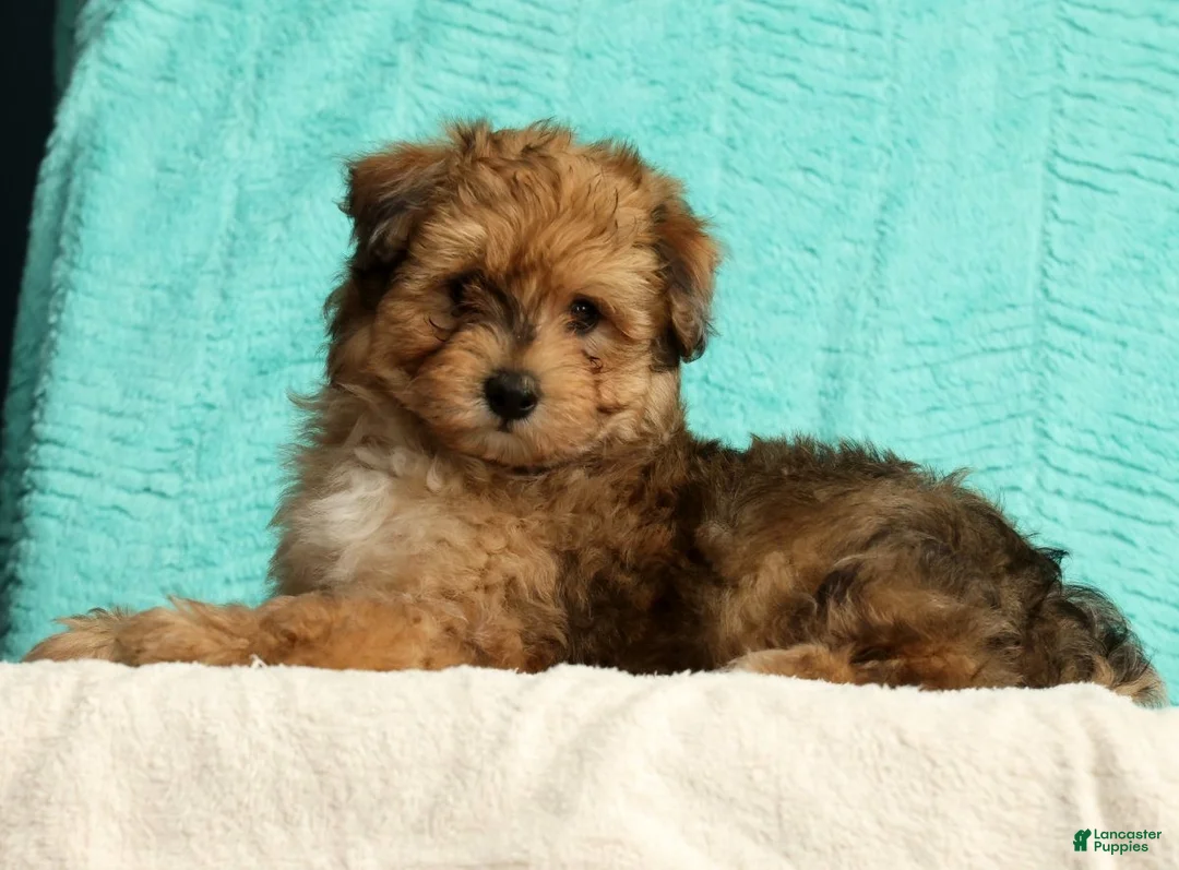 Pomapoo dogs for sale: Patrick - Ad 2