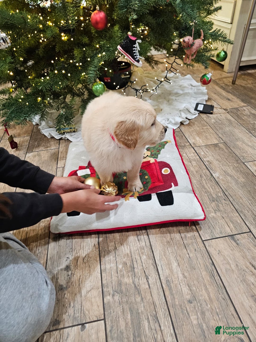 Golden Retriever dogs for sale: Golden Retriever Puppy 5 - Ad 7