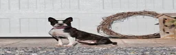 Boston Terrier dogs for sale: Noir - Ad 5
