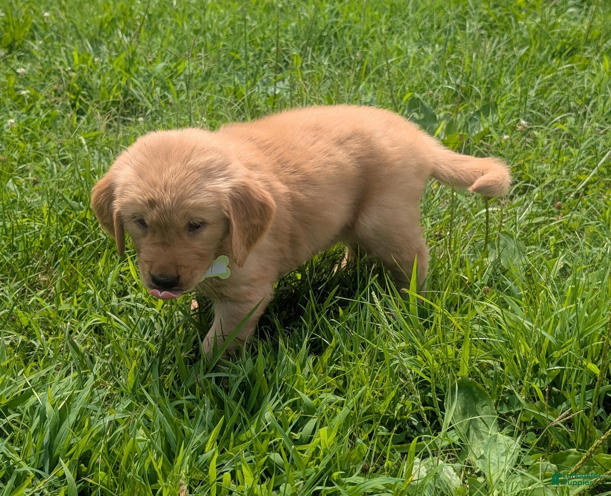 Golden Retriever dogs Max - Ad 2