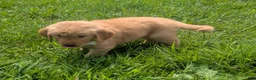 Golden Retriever dogs for sale: Max - Ad 2