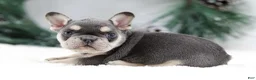 French Bulldog dogs for sale: Kurt - Ad 3