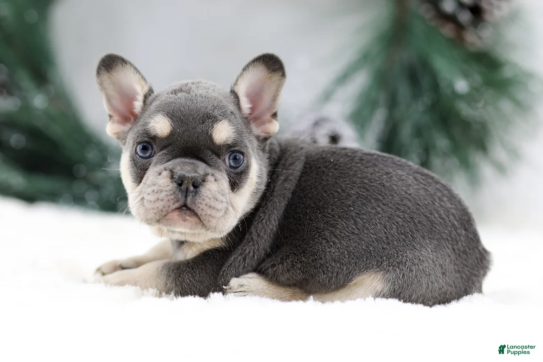 French Bulldog dogs for sale: Kurt - Ad 3