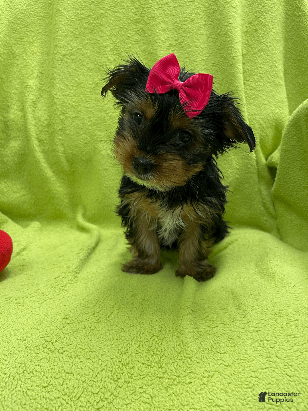 Yorkshire Terrier dogs for sale: Bella  - Ad 1