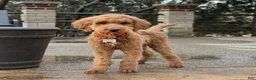 Standard Poodle dogs for sale: Buddy - Moyen Size Poodle - Ad 7