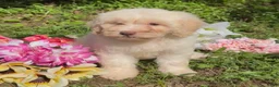 Mini Goldendoodle dogs for sale: Elsa - Ad 3
