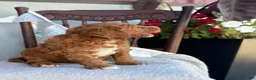 Goldendoodle dogs for sale: Cozette - Ad 11