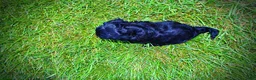 Havapoo dogs for sale: Harmony - Ad 7