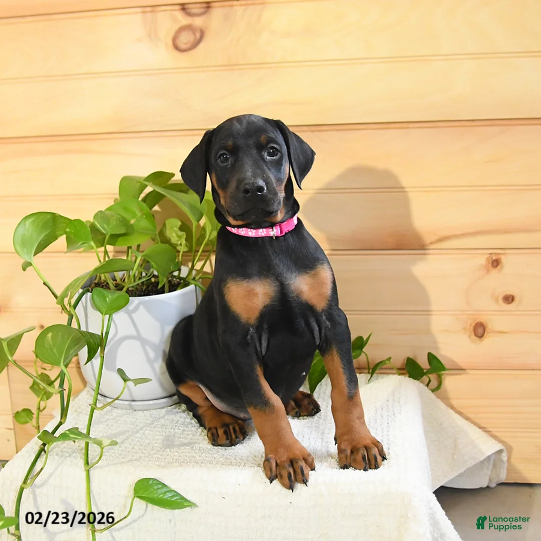 Doberman Pinscher dogs for sale: Aurora - Ad 3