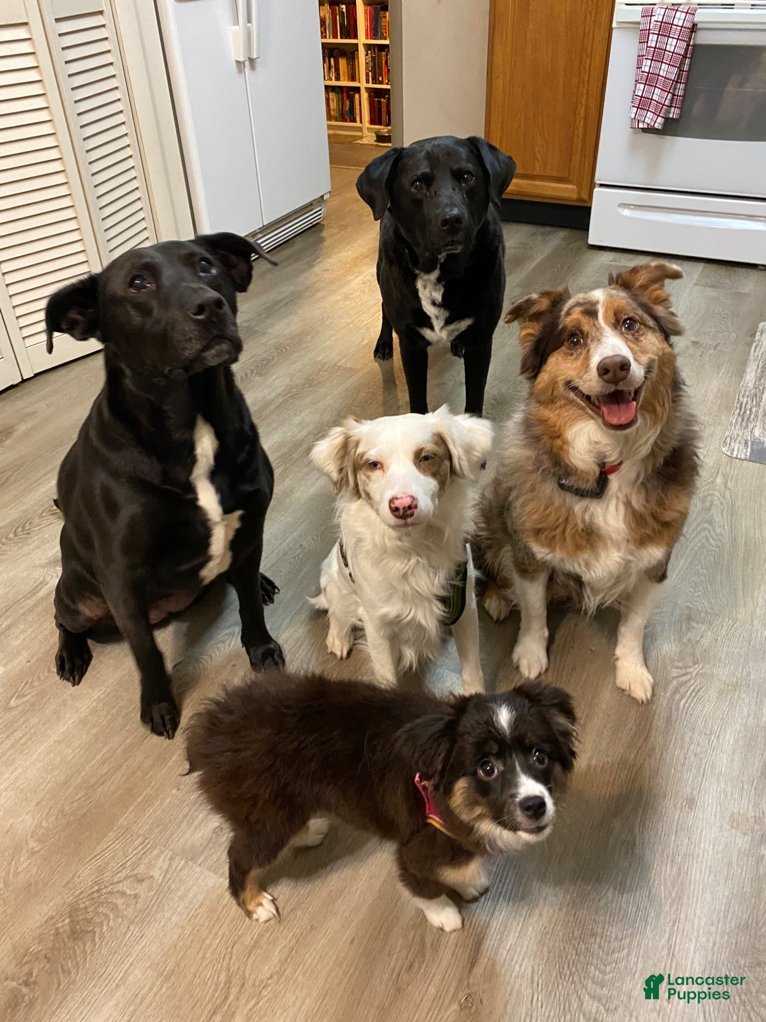 Mixed Breed dogs for stud: Stitch - Ad 1
