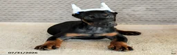 Doberman Pinscher dogs for sale: Achilles - Ad 3