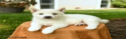 Shiba Inu dogs for sale: Chase - Ad 4