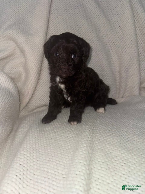 Mini Aussiedoodle dogs Mini Aussiedoodle Puppy 4 - Ad 22