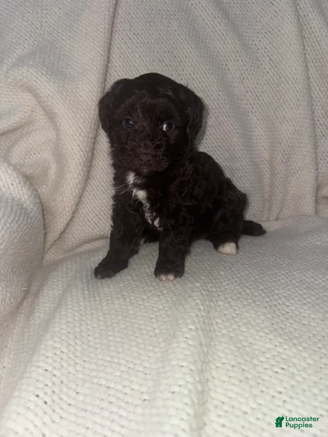 Mini Aussiedoodle dogs for sale: Mini Aussiedoodle Puppy 4 - Ad 1