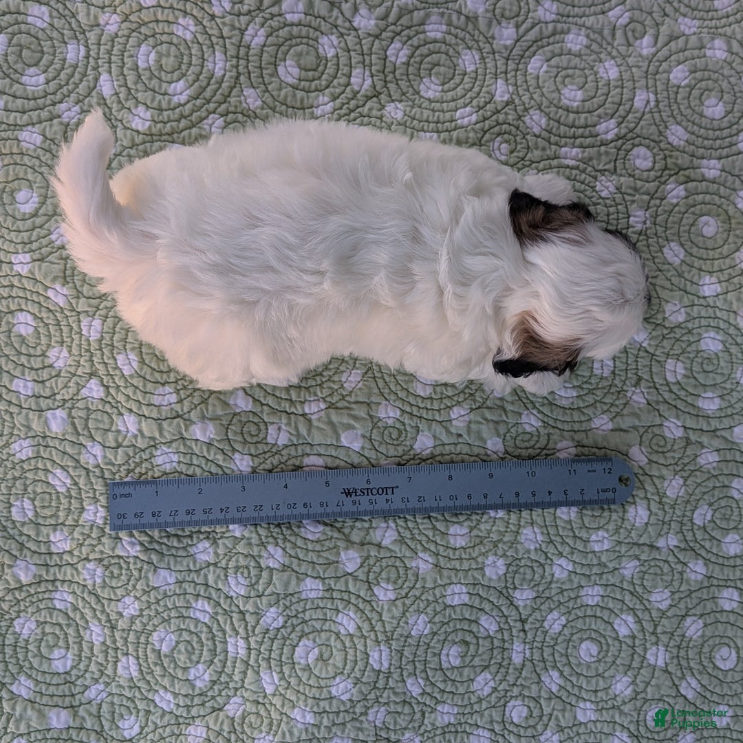 Teddy Bear dogs for sale: Snowflake - Ad 12