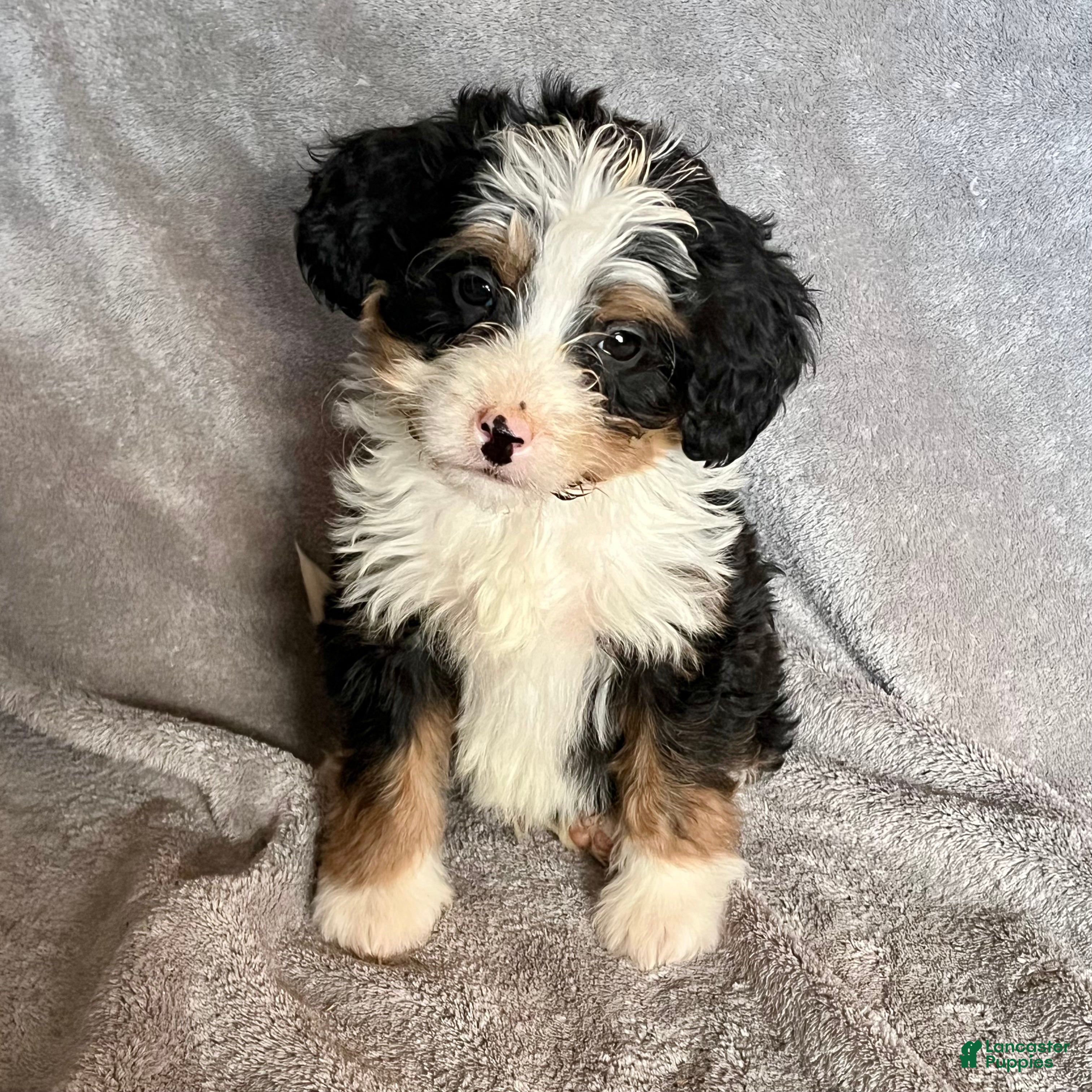 Bernedoodle dogs Jase - Ad 41