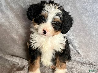 Bernedoodle dogs Jase - Ad 17