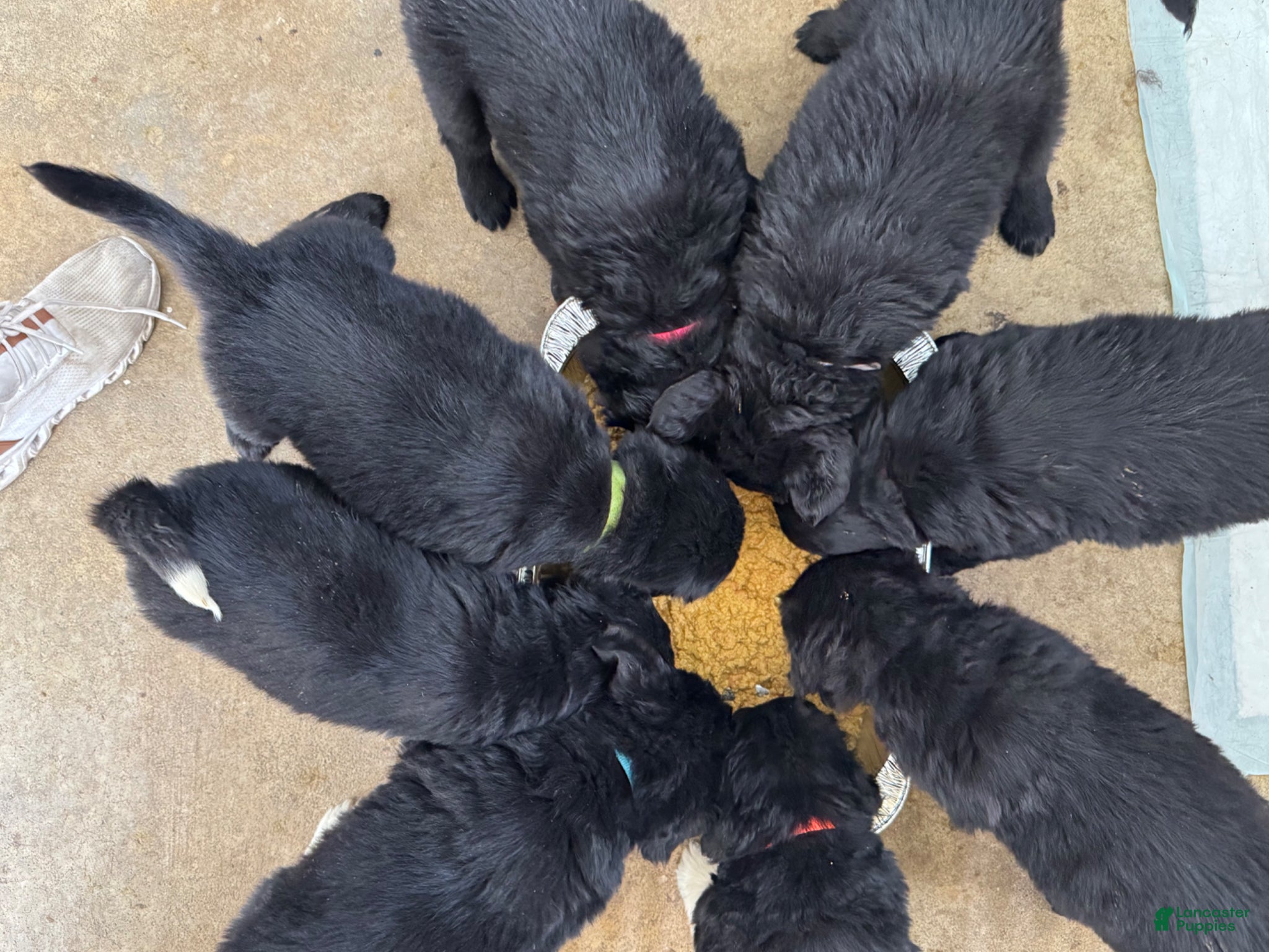 Newfoundland dogs for sale: Newfoundland Puppy 1 - Ad 4
