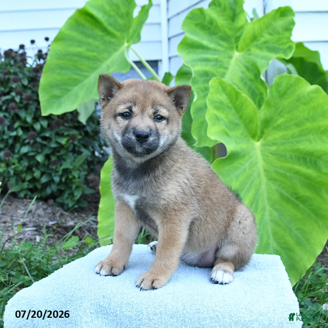Shiba Inu dogs for sale: Jackie - Ad 1