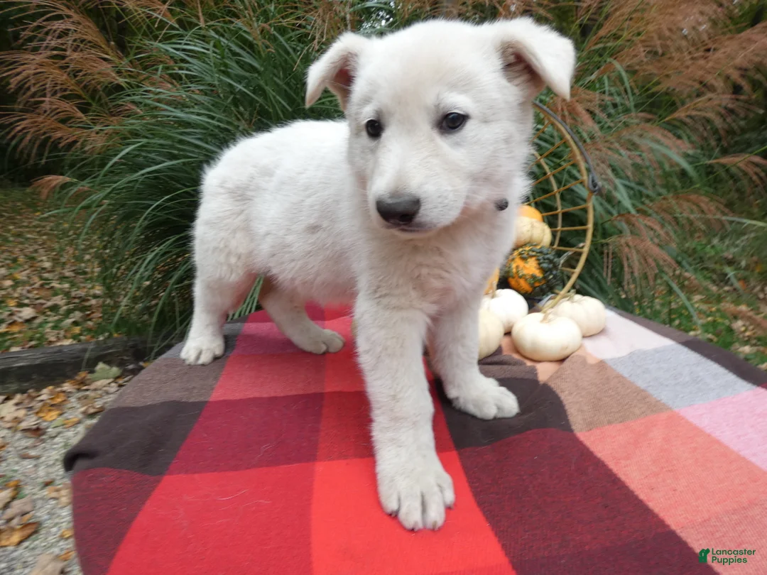 German Shepherd dogs for sale: German Shepherd 2 Sargent - Ad 2