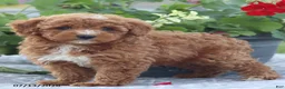 Miniature Poodle dogs for sale: Natasha - Ad 3