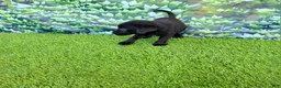 Labrador Retriever dogs for sale: Leo - Ad 4
