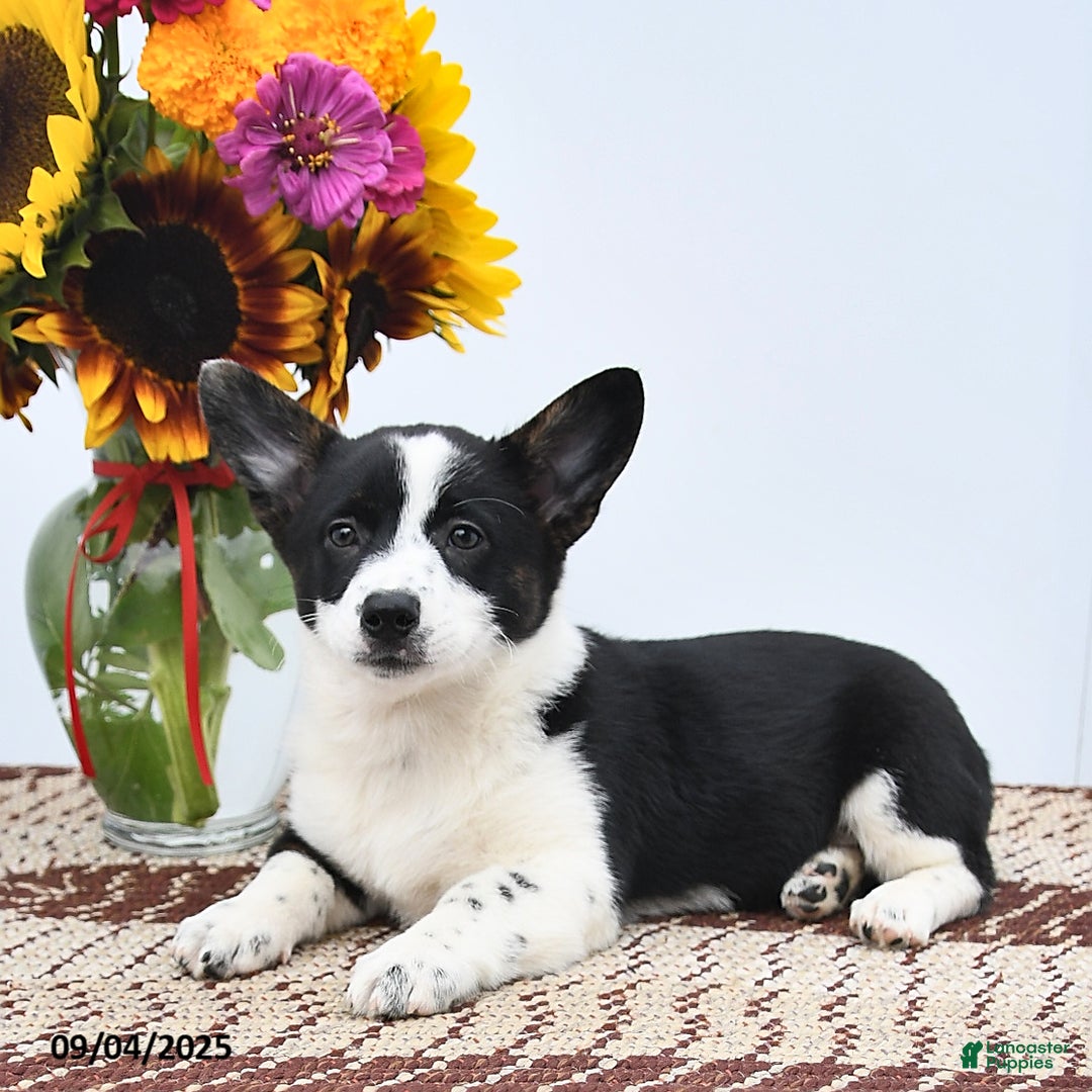 Mixed Breed dogs for sale: Jasmine - Ad 5