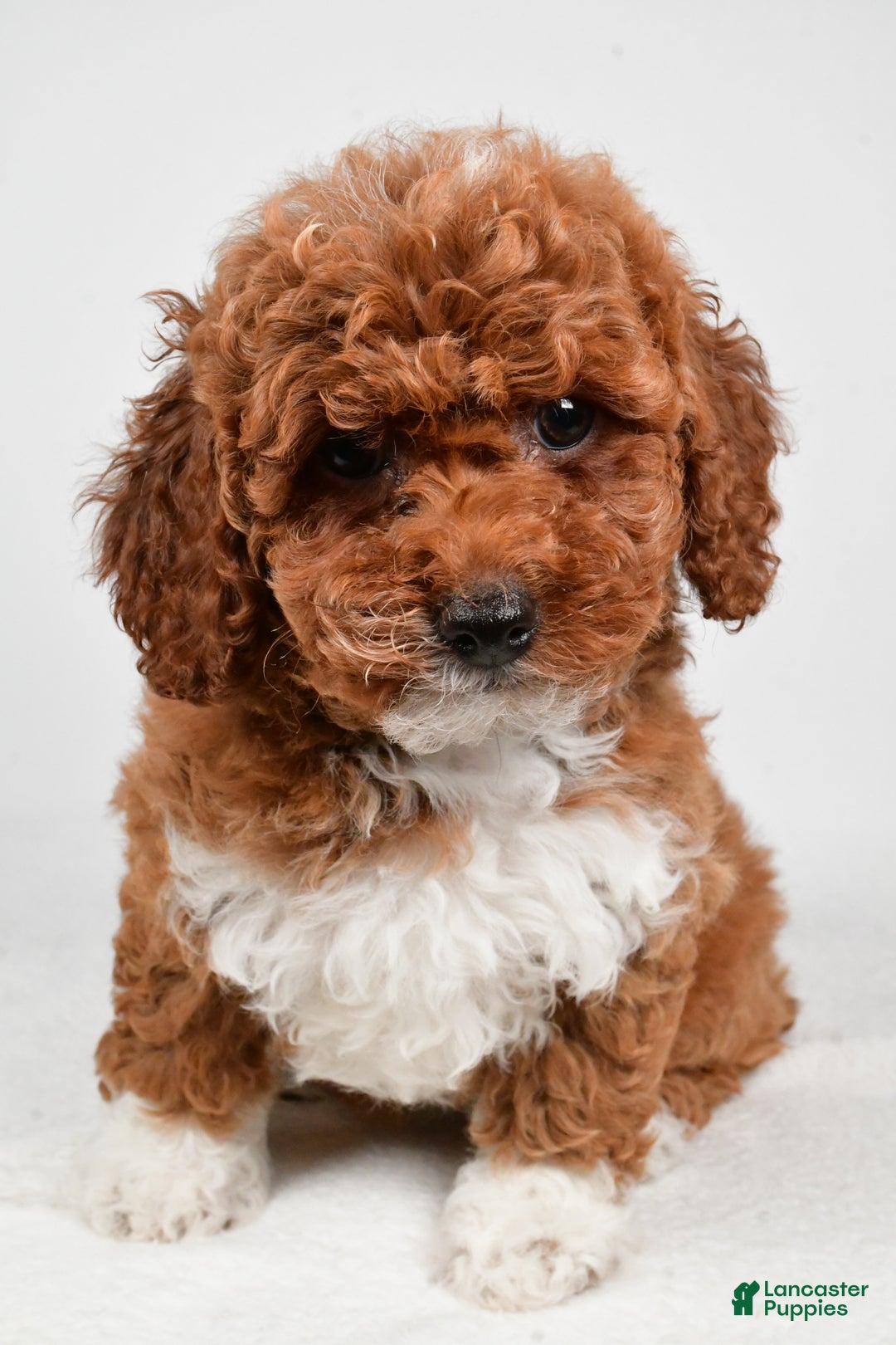 Bichpoo dogs for sale: Boots - Ad 6