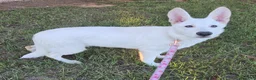 German Shepherd dogs for sale: German Shepherd 4 - Ad 2