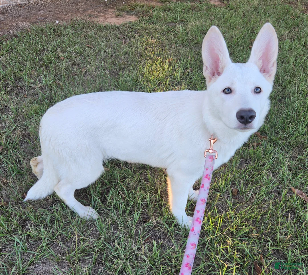 German Shepherd dogs for sale: German Shepherd 4 - Ad 2