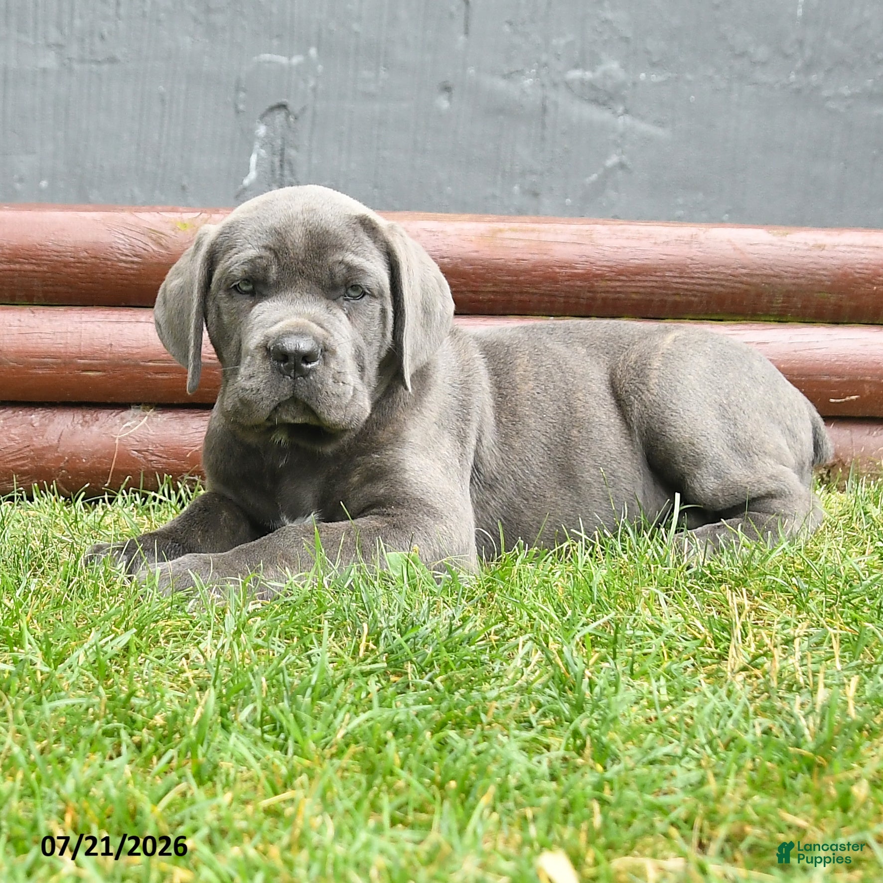 Cane Corso dogs Rolo - Ad 2