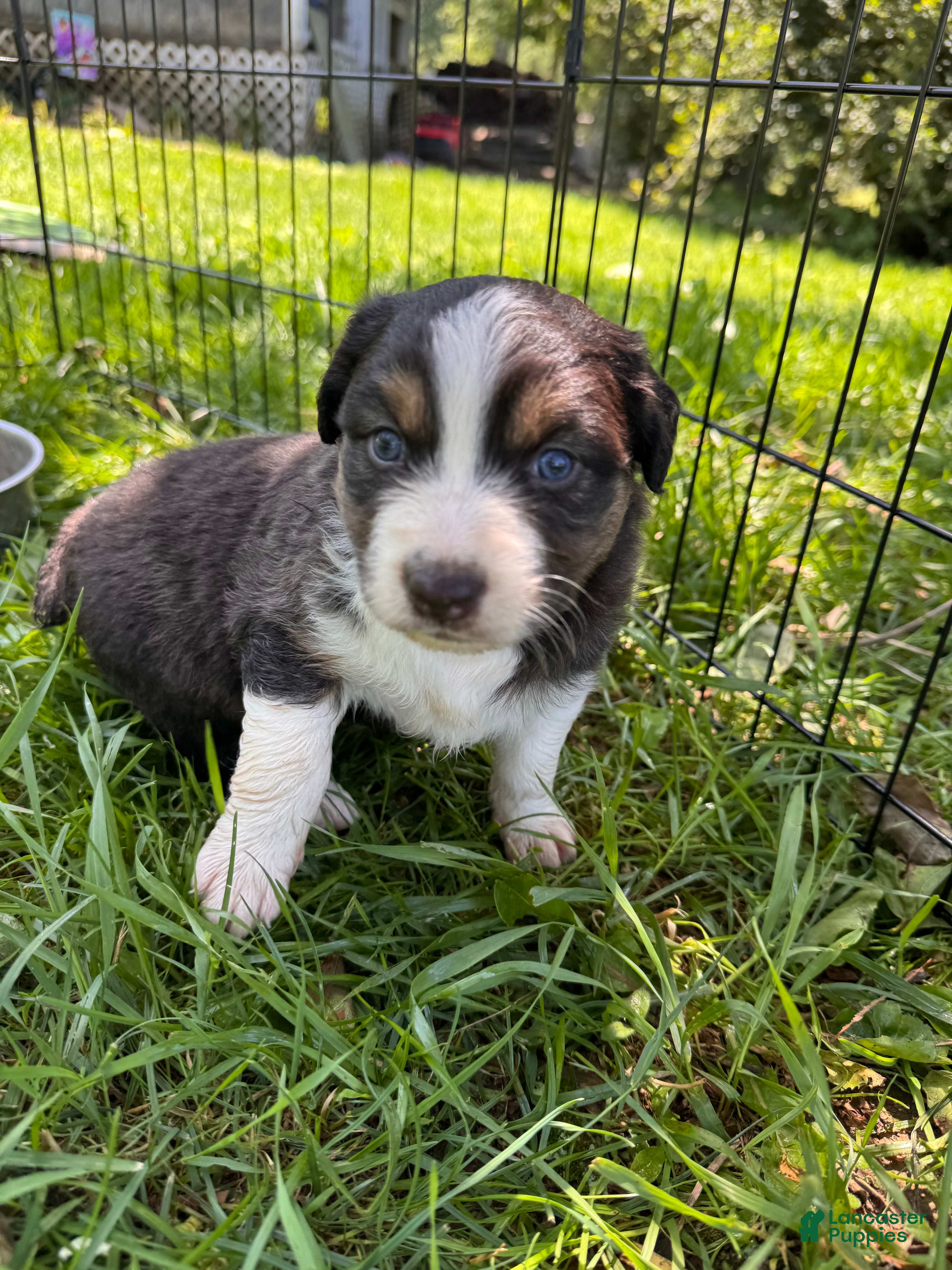 Australian Shepherd dogs Australian Shepherd 4 - Ad 19