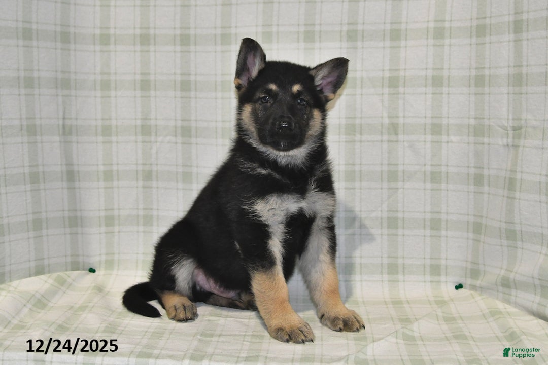 German Shepherd dogs for sale: Maverick - Ad 5
